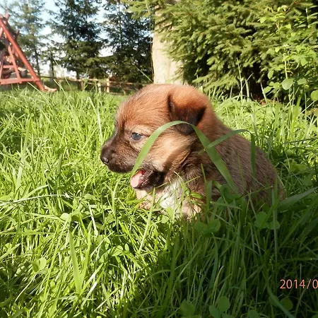 Venkovský dům Zagroda Agroturystyczna Wiecha Mieroszow