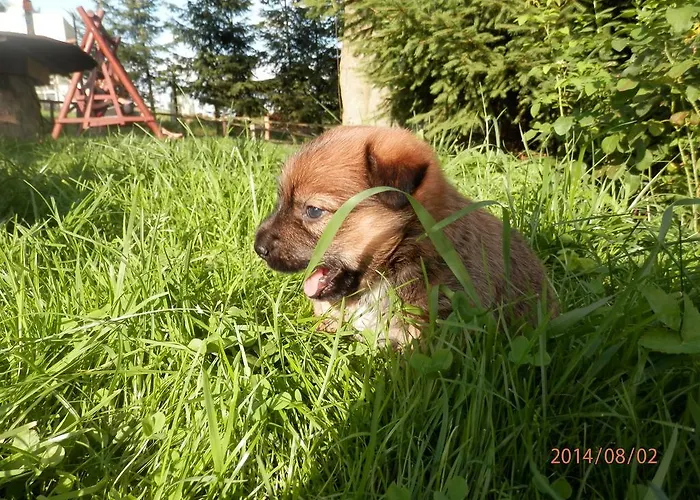 Летний дом Zagroda Agroturystyczna Wiecha Mieroszow